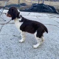 Coach, a male English Springer Spaniel for sale in North Monmouth, ME – Photo 2 of 3