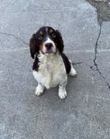 Coach, a male English Springer Spaniel for sale in North Monmouth, ME – Photo 3 of 3