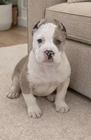 Larry, a male American Bully for sale in North Monmouth, ME – Photo 1 of 3