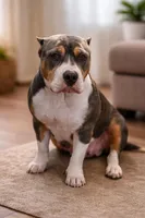 Larry, a male American Bully for sale in North Monmouth, ME – Photo 3 of 3