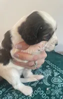 Mouth, a male English Springer Spaniel for sale in North Monmouth, ME – 7 of 7