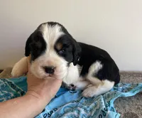 Jacob, a male English Springer Spaniel for sale in North Monmouth, ME – Photo 2 of 4
