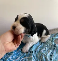 Jacob, a male English Springer Spaniel for sale in North Monmouth, ME – Photo 3 of 4