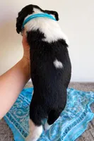 Jacob, a male English Springer Spaniel for sale in North Monmouth, ME – Photo 4 of 4