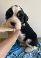 Jacob, a male English Springer Spaniel for sale in North Monmouth, ME – Photo 1 of 4
