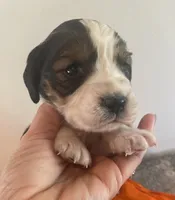 Lucas, a male English Springer Spaniel for sale in North Monmouth, ME – 8 of 8