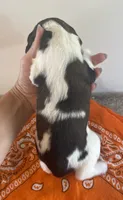 Lucas, a male English Springer Spaniel for sale in North Monmouth, ME – 4 of 8