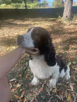 Atlas , a male English Springer Spaniel for sale in North Monmouth, ME – 10 of 10
