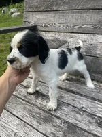 Brooke, a female English Springer Spaniel for sale in North Monmouth, ME – 4 of 6