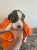 Lucas, a male English Springer Spaniel for sale in North Monmouth, ME – 2 of 8