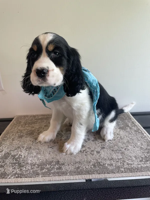 Jacob – English Springer Spaniel puppy for sale in North Monmouth, ME