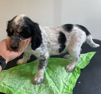 Dan, a male English Springer Spaniel for sale in North Monmouth, ME – 3 of 6