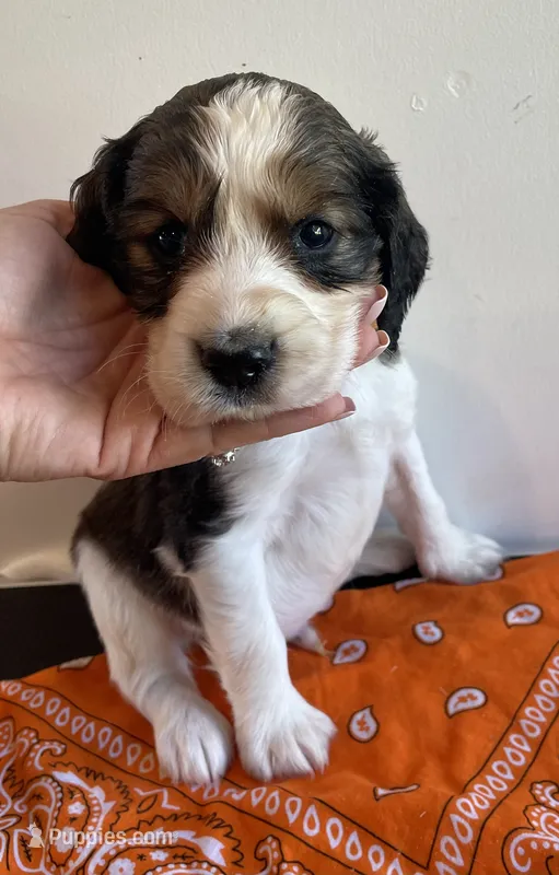Lucas – English Springer Spaniel puppy for sale in North Monmouth, ME