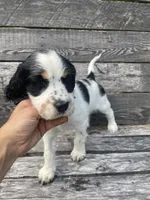 Brooke, a female English Springer Spaniel for sale in North Monmouth, ME – 1 of 6