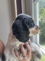 Dan, a male English Springer Spaniel for sale in North Monmouth, ME – 4 of 6