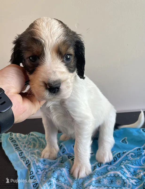 Keith – English Springer Spaniel puppy for sale in North Monmouth, ME