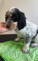 Dan, a male English Springer Spaniel for sale in North Monmouth, ME – 5 of 6