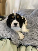 Trigger, a male English Springer Spaniel for sale in North Monmouth, ME – Photo 3 of 6