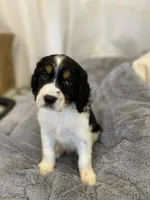 Trigger, a male English Springer Spaniel for sale in North Monmouth, ME – Photo 2 of 6