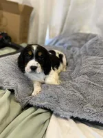 Trigger, a male English Springer Spaniel for sale in North Monmouth, ME – Photo 4 of 6