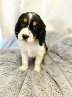 Trigger, a male English Springer Spaniel for sale in North Monmouth, ME – Photo 5 of 6