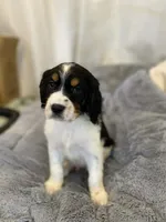 Trigger, a male English Springer Spaniel for sale in North Monmouth, ME – Photo 1 of 6