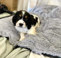 Trigger, a male English Springer Spaniel for sale in North Monmouth, ME – Photo 6 of 6