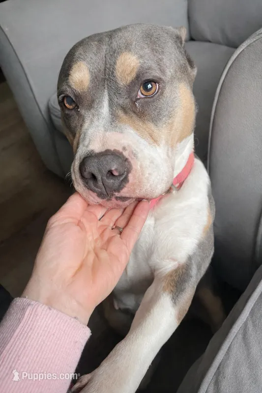 Athena Lee – American Bully puppy for sale in North Monmouth, ME