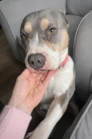 Athena Lee, a female American Bully for sale in North Monmouth, ME – Photo 4 of 4