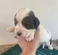 Mouth, a male English Springer Spaniel for sale in North Monmouth, ME – 6 of 7