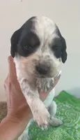 Dan, a male English Springer Spaniel for sale in North Monmouth, ME – 2 of 7