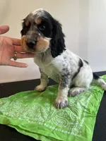 Dan, a male English Springer Spaniel for sale in North Monmouth, ME – 6 of 6