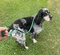 Theo, a male English Springer Spaniel for sale in North Monmouth, ME – 7 of 8