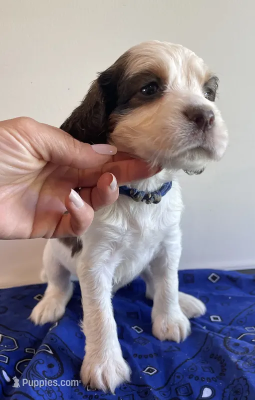 Skills – English Springer Spaniel puppy for sale in North Monmouth, ME