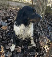 Benson, a male English Springer Spaniel for sale in North Monmouth, ME – Photo 2 of 5