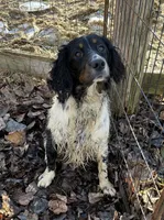 Benson, a male English Springer Spaniel for sale in North Monmouth, ME – Photo 3 of 5