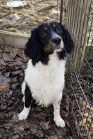 Benson, a male English Springer Spaniel for sale in North Monmouth, ME – Photo 4 of 5