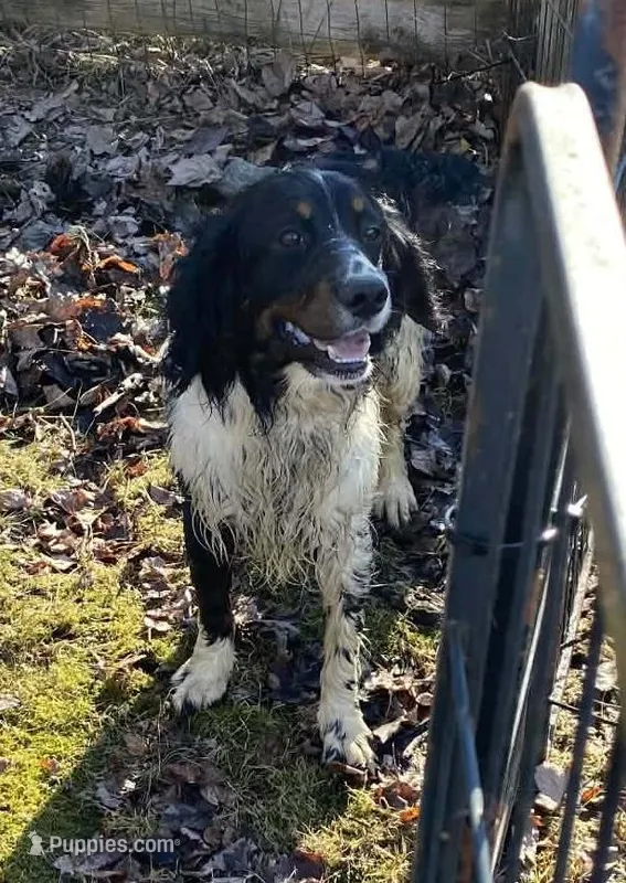 Benson – English Springer Spaniel puppy for sale in North Monmouth, ME