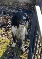 Benson, a male English Springer Spaniel for sale in North Monmouth, ME – Photo 1 of 5