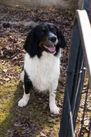 Benson, a male English Springer Spaniel for sale in North Monmouth, ME – Photo 5 of 5