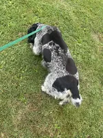 Theo, a male English Springer Spaniel for sale in North Monmouth, ME – 8 of 8