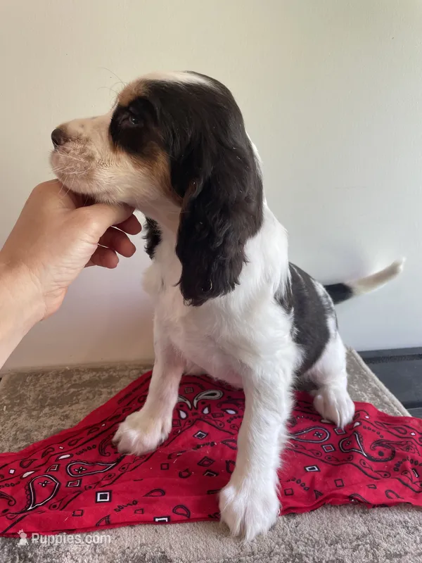 Evelyn – English Springer Spaniel puppy for sale in North Monmouth, ME
