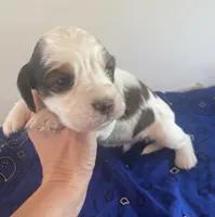 Skills, a male English Springer Spaniel for sale in North Monmouth, ME – 3 of 7