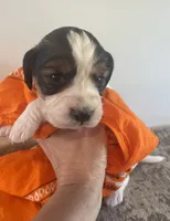 Lucas, a male English Springer Spaniel for sale in North Monmouth, ME – 6 of 8