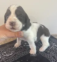 Nathan, a male English Springer Spaniel for sale in North Monmouth, ME – 4 of 7