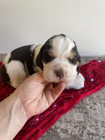 Evelyn, a female English Springer Spaniel for sale in North Monmouth, ME – Photo 3 of 4