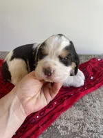 Evelyn, a female English Springer Spaniel for sale in North Monmouth, ME – Photo 4 of 4