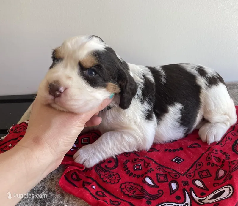 Evelyn – English Springer Spaniel puppy for sale in North Monmouth, ME