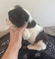 Nathan, a male English Springer Spaniel for sale in North Monmouth, ME – 7 of 7