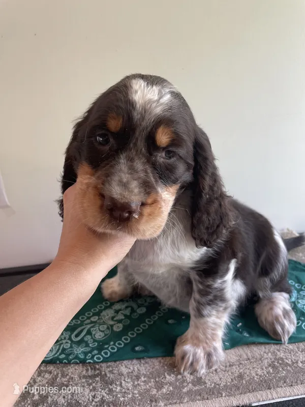 Colton – English Springer Spaniel puppy for sale in North Monmouth, ME